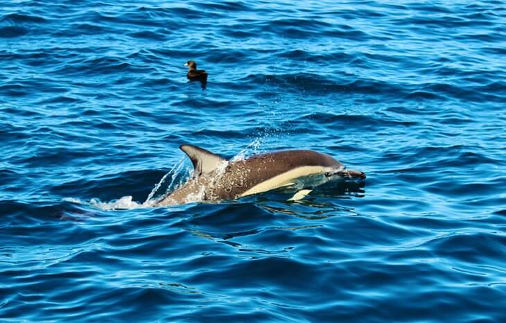 مراقبة الدلافين في منطقة Bay of Islands في أوكلاند