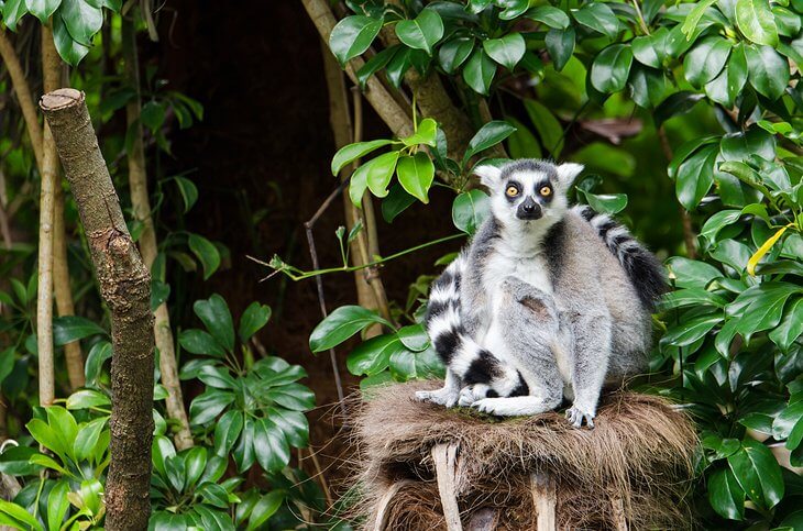 Ring-Tailed Lemur أحد الفصائل المحمية في حديقة أوكلاند